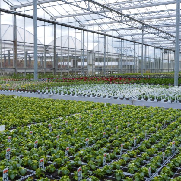 McLarens Nurseries